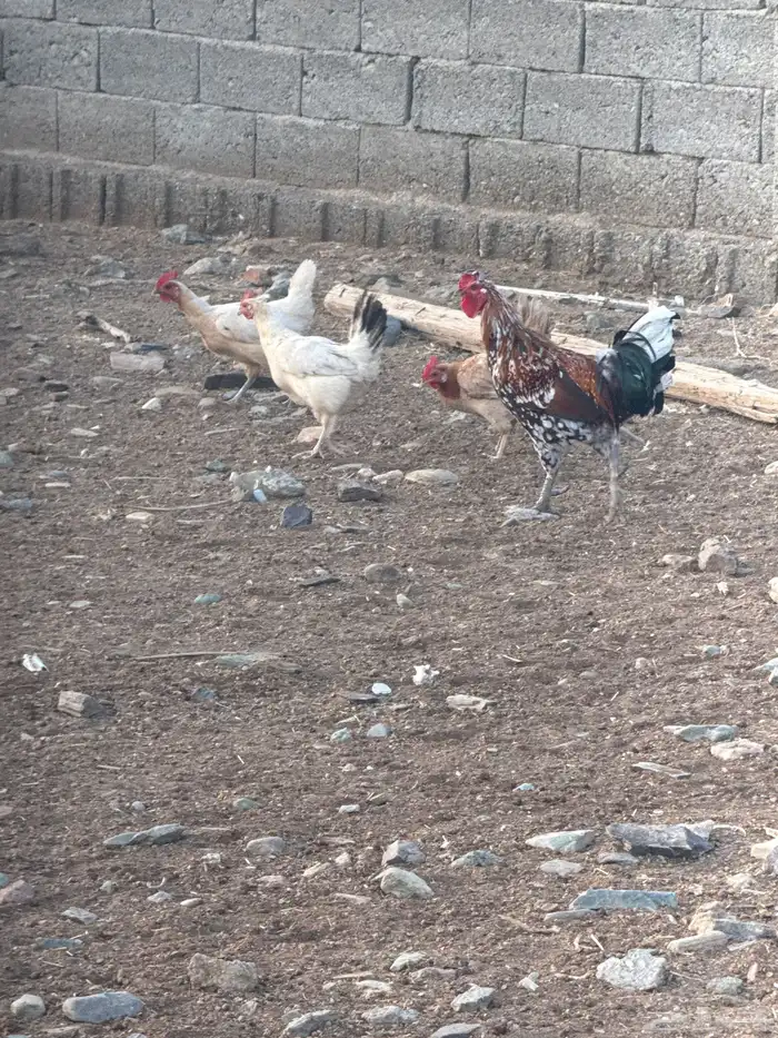 دجاج بلدي نظيف 0