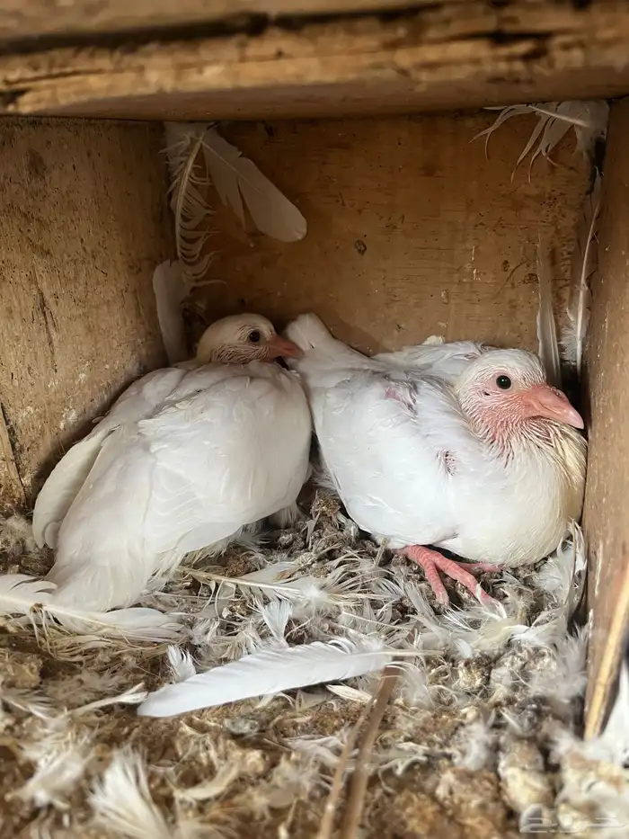 فروخ حمام زاجل وفرنسي طيبه 2