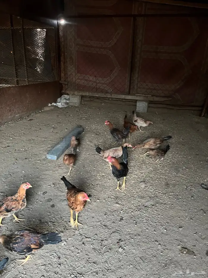 دجاج ل البيع 1
