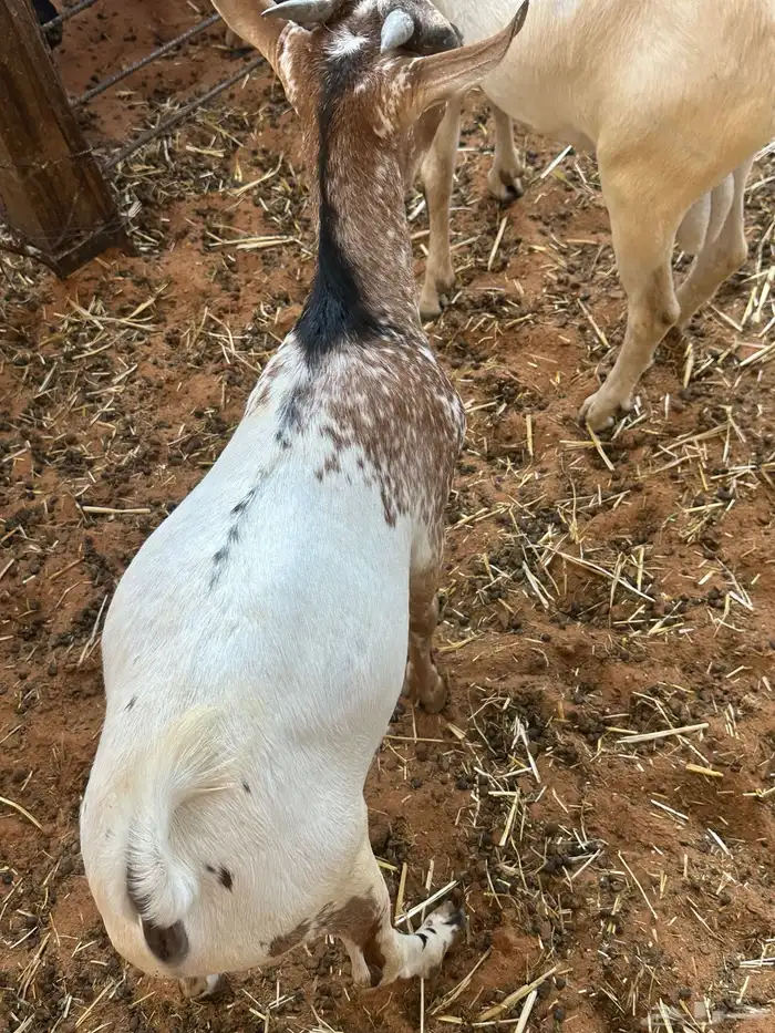 تيوس بيشيه عمر 4 شهور مرابي 2