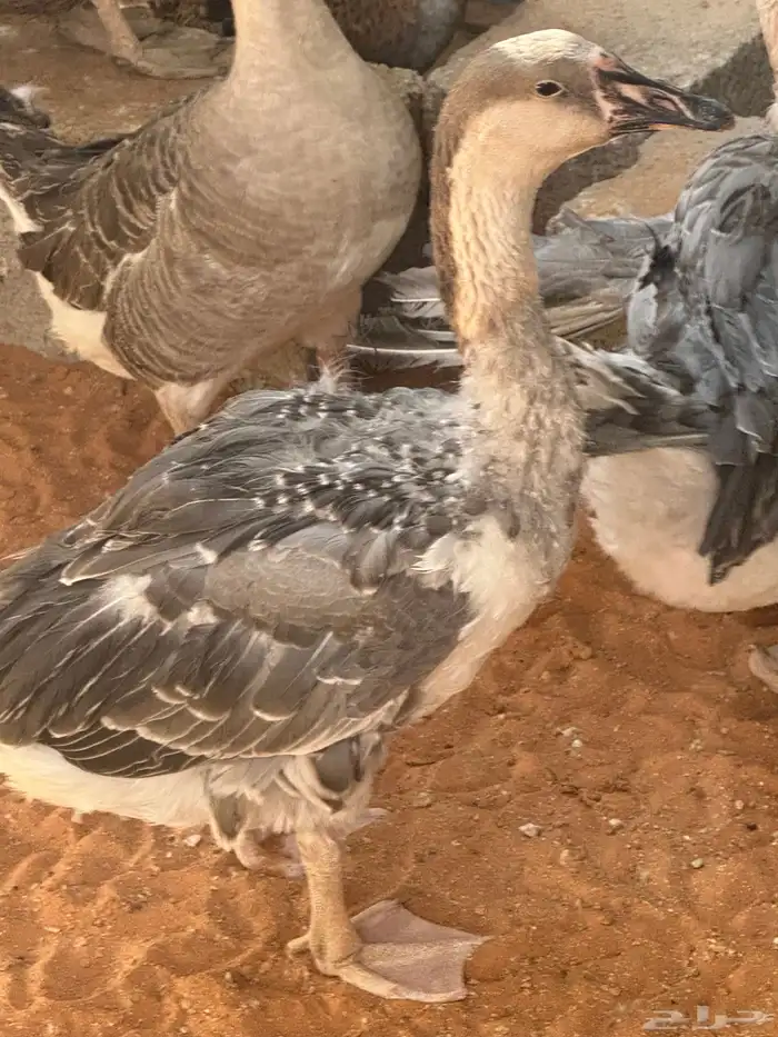 انثى وز عراقي 3