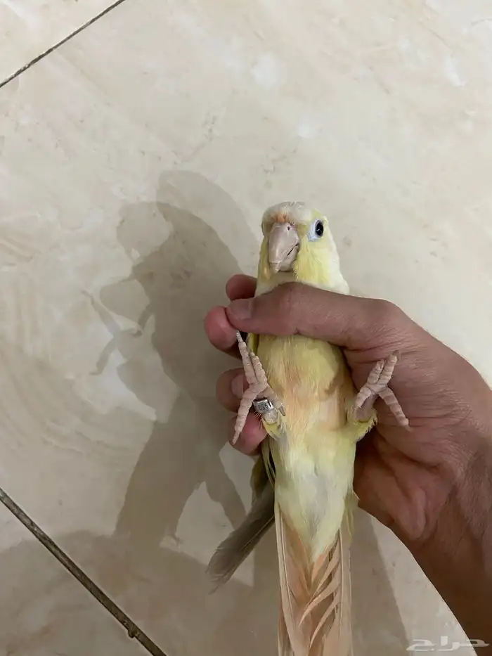 كنيور نعناع اليف ويرقص 0