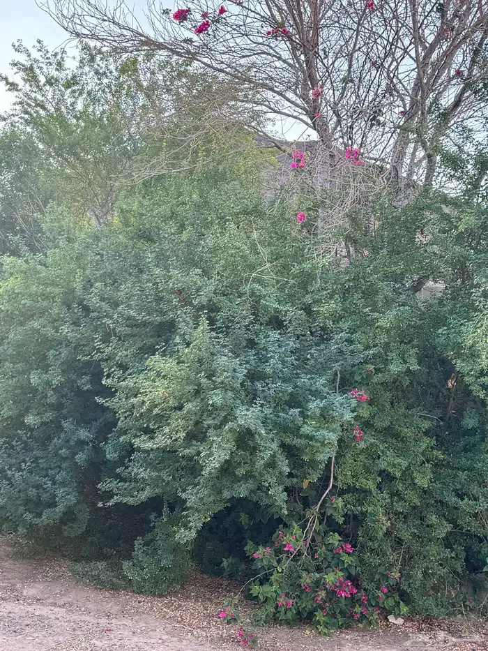 سكن 17