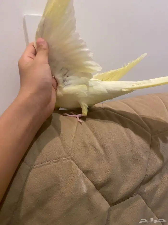 انثه كروان منجه أليفه شرط تم البيع 3