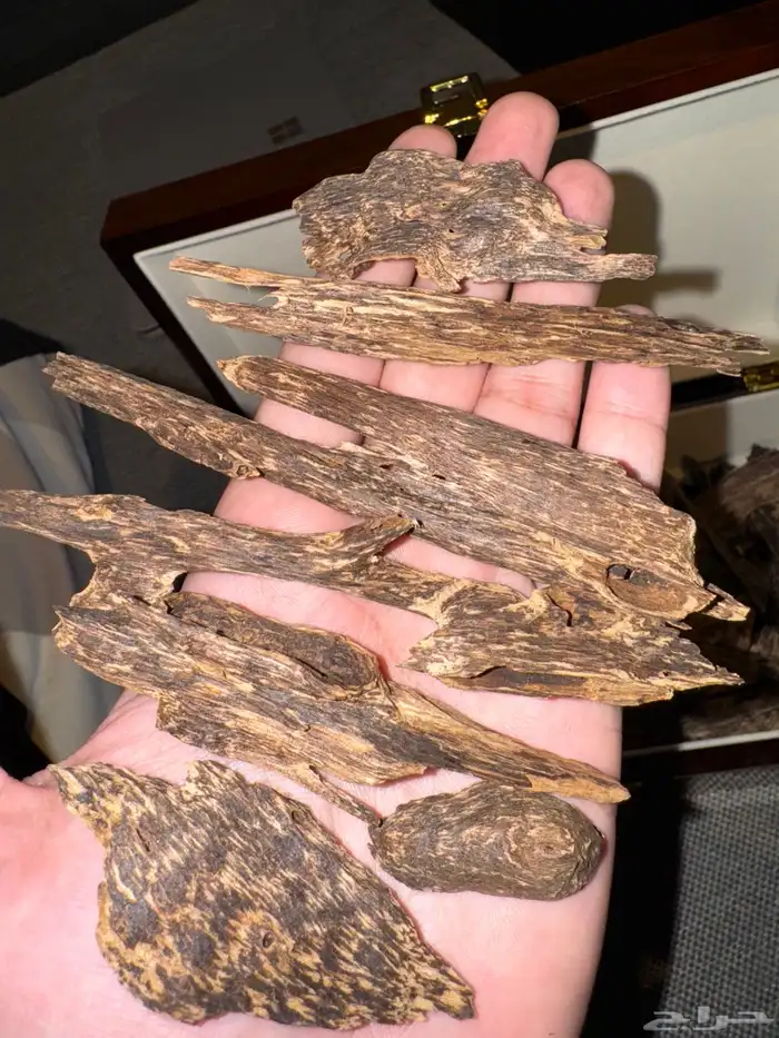 عود كلمنتان مالينو تربل اندرووتر - نوادر العود (تم البيع) 2