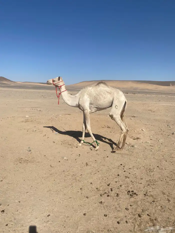 للبيع قعود حق الاب سياف الخضري الام مهجنه 0