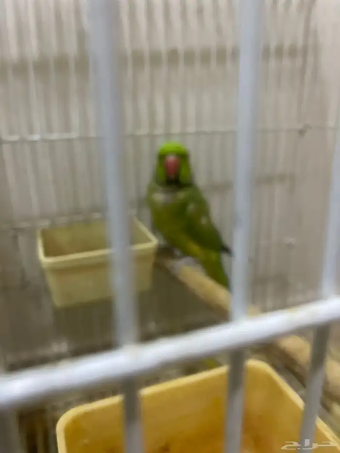 دره ذكر وأنثى 1