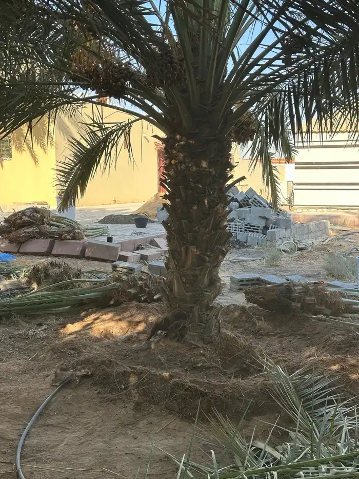 نخل للبيع توريد جميع المقاسات 5