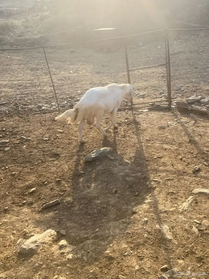 للبيع خروف فحل شرط من جميع العيوب الحمدلله أسن جامع 3