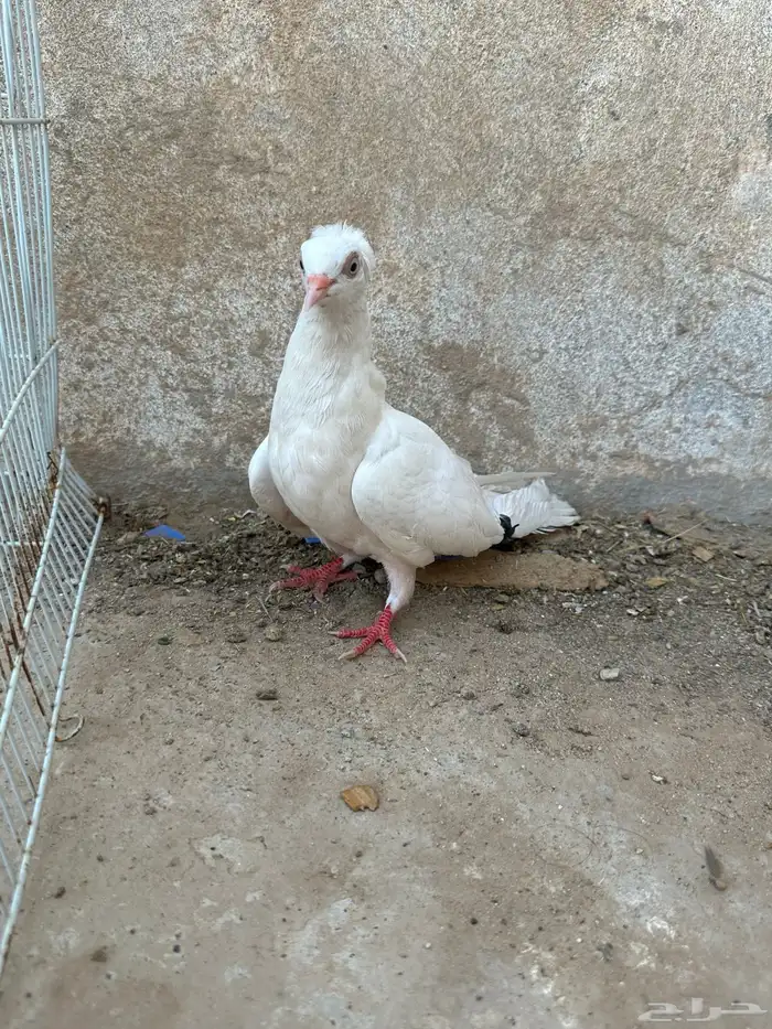 حمام زينه 4