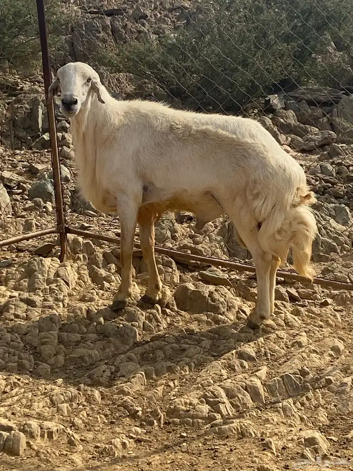 للبيع خروف فحل مشروط من جميع العيوب الحمدلله أسن جامع 1