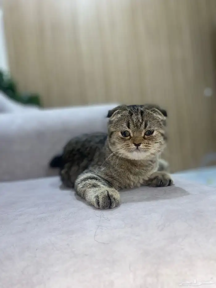 قطه للبيع 0