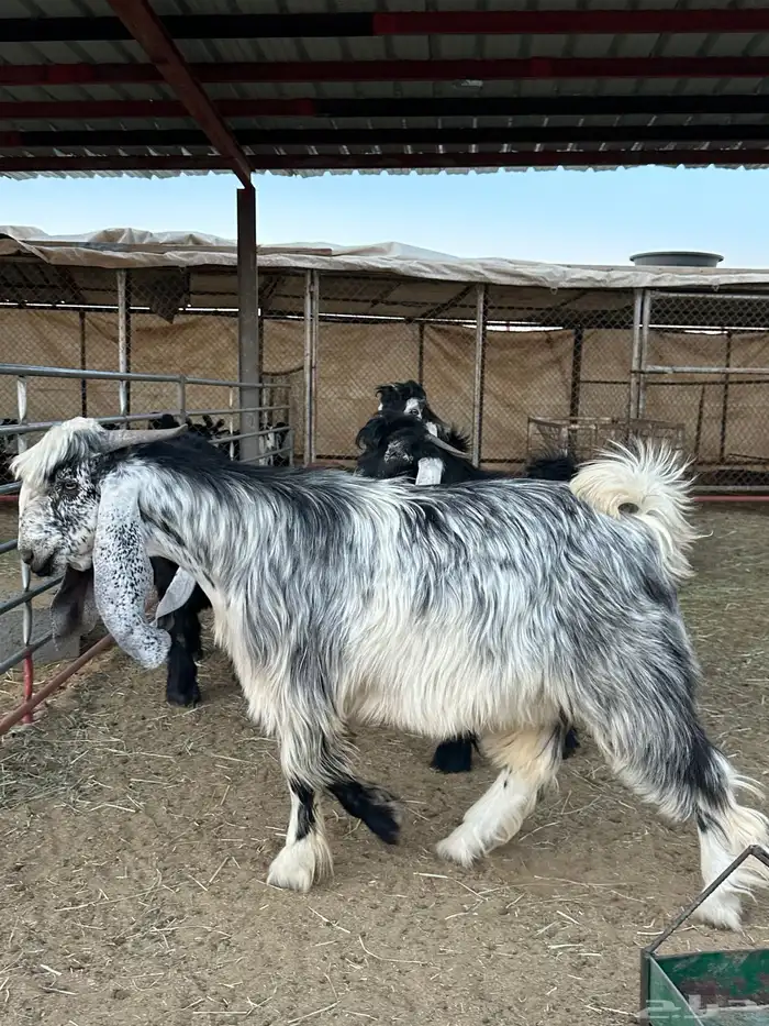 مشاريع فحول عوارض صنف 12