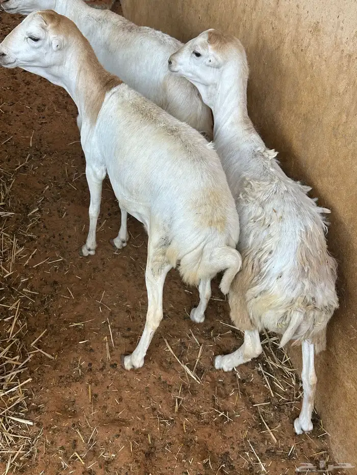 طليان رفيديات 7