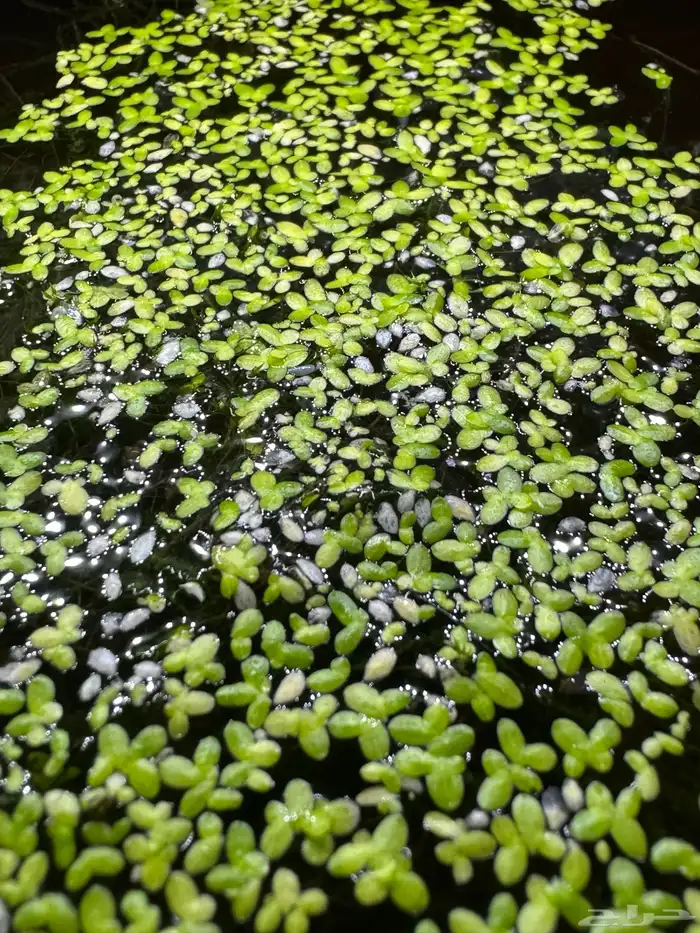 نبات او نباتات حوض الاسماك طافيه فوق سطح الماء 6