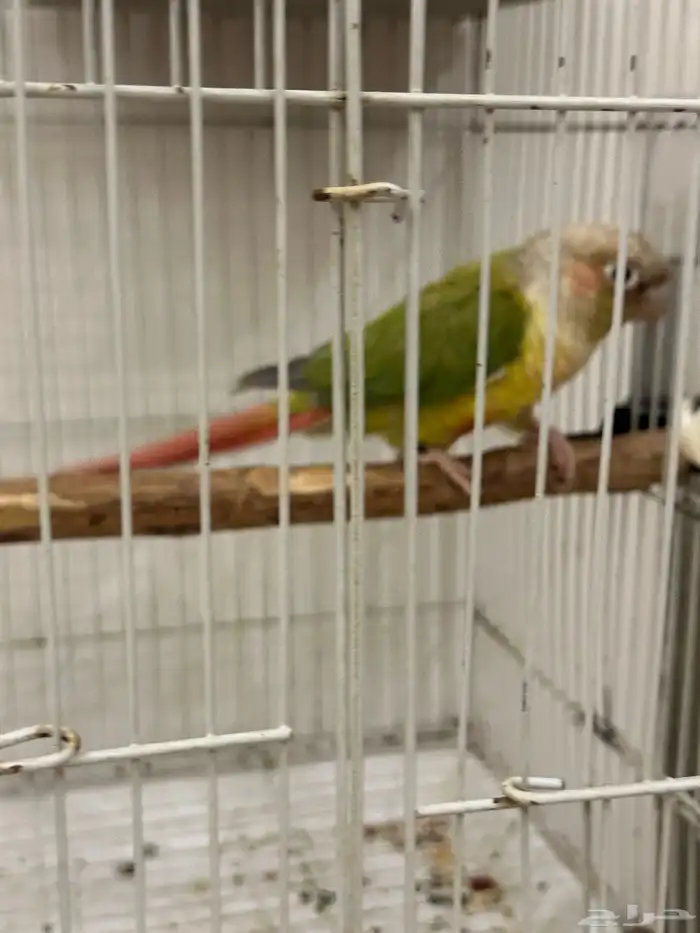 ذكر كنيور اناناس( محلل ) 1