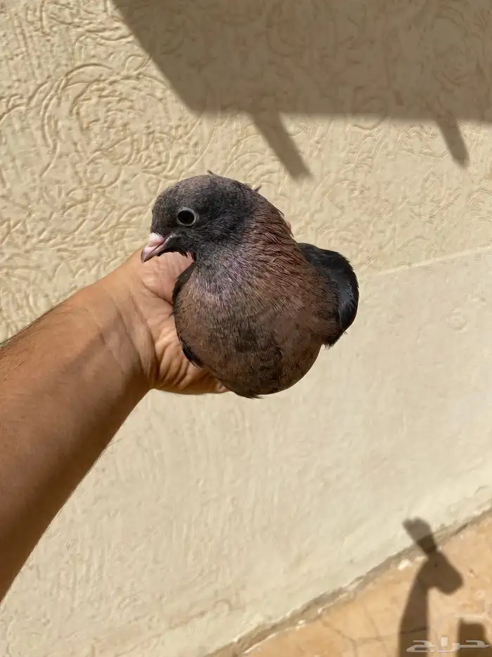 قطايف محاريق 10