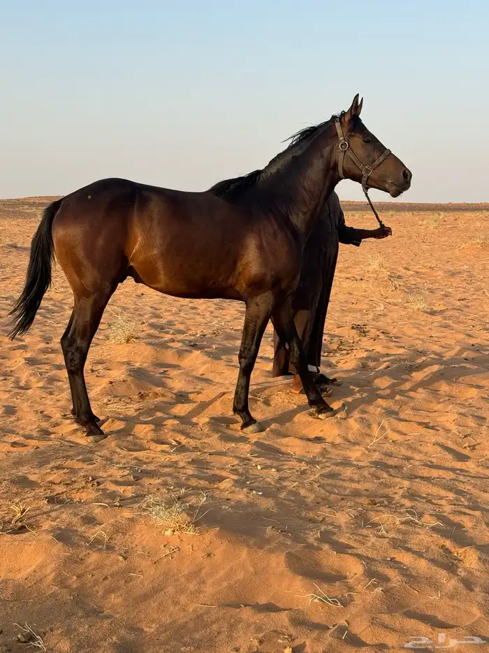 حصان مشترك 0