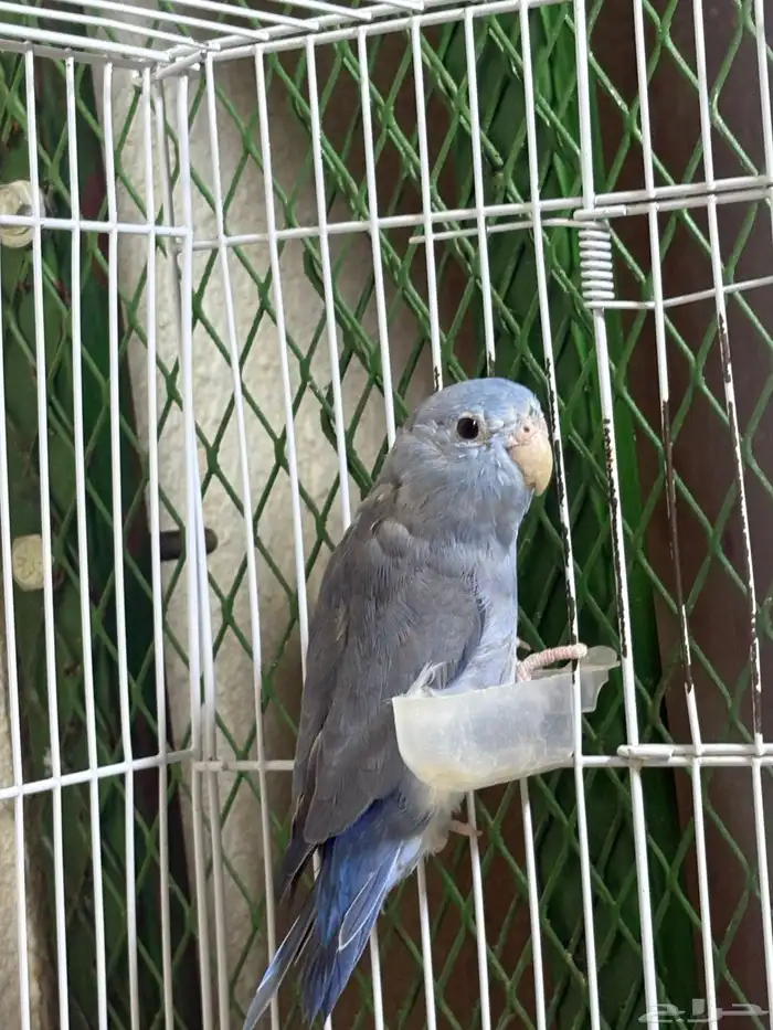 زوج ميني روز بارتوليت 2