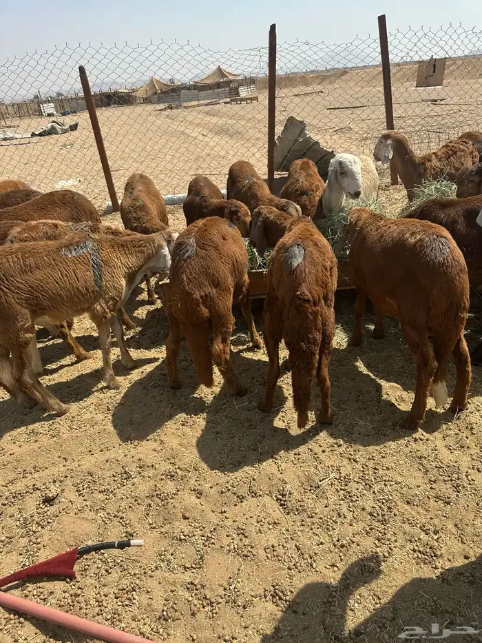 طليان سواكني حمري 6