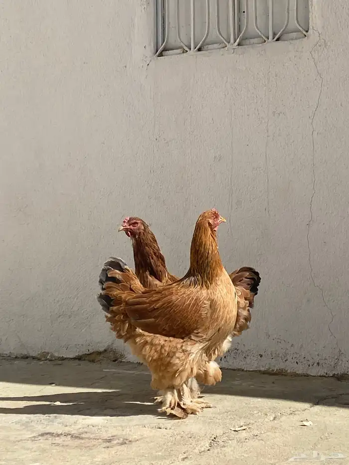 للبيع براهما 2