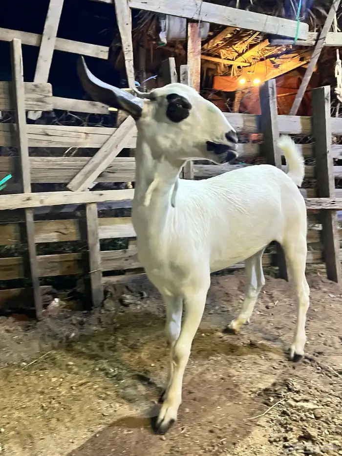 جفره كحلا صنف 2