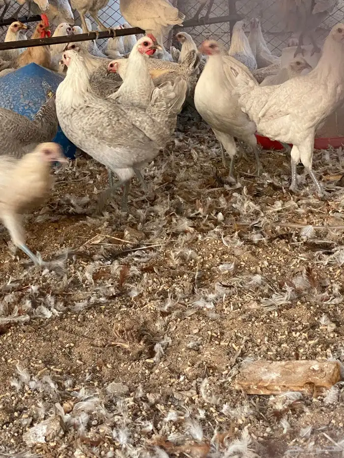 دجاج وديوك فيومي المنيوم سلالة صافيه ( جملة وتفريد) 10