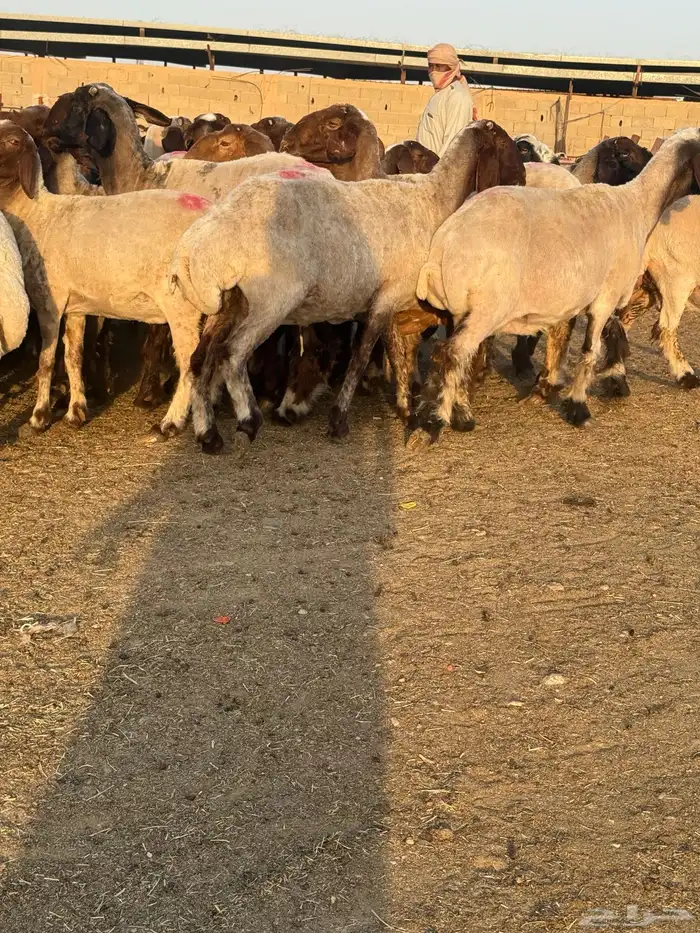 غنم نعيم 12