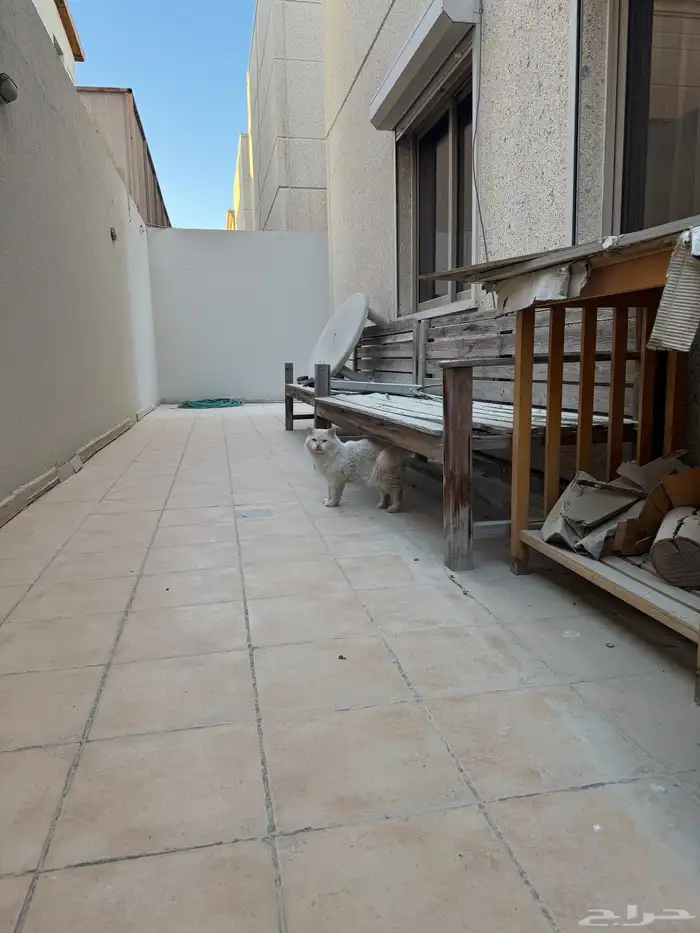 قطو ذكر للتبني 2