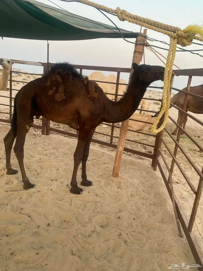 قعود مجهم للبيع 3