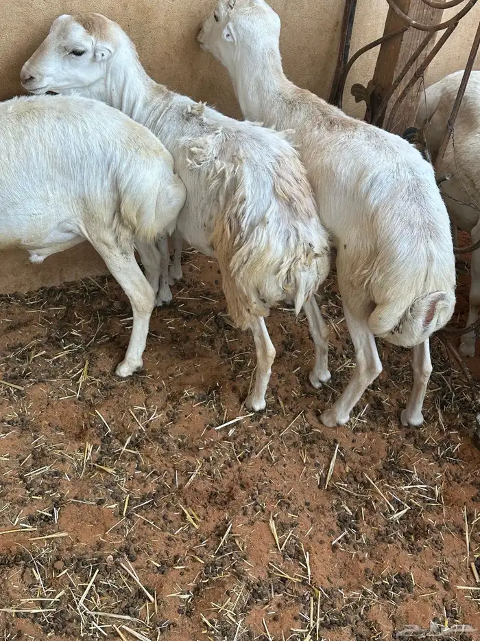 طليان رفيديات 2