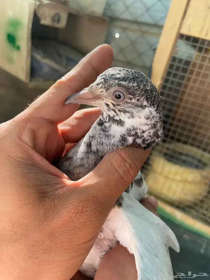 حمام باكستاني 3
