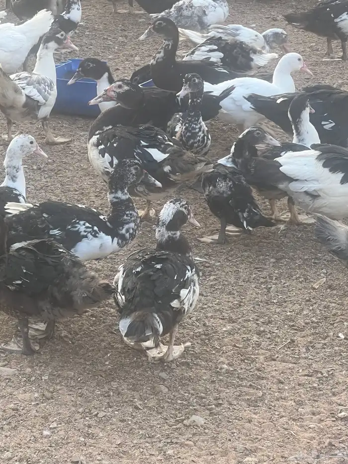 بط بح 1