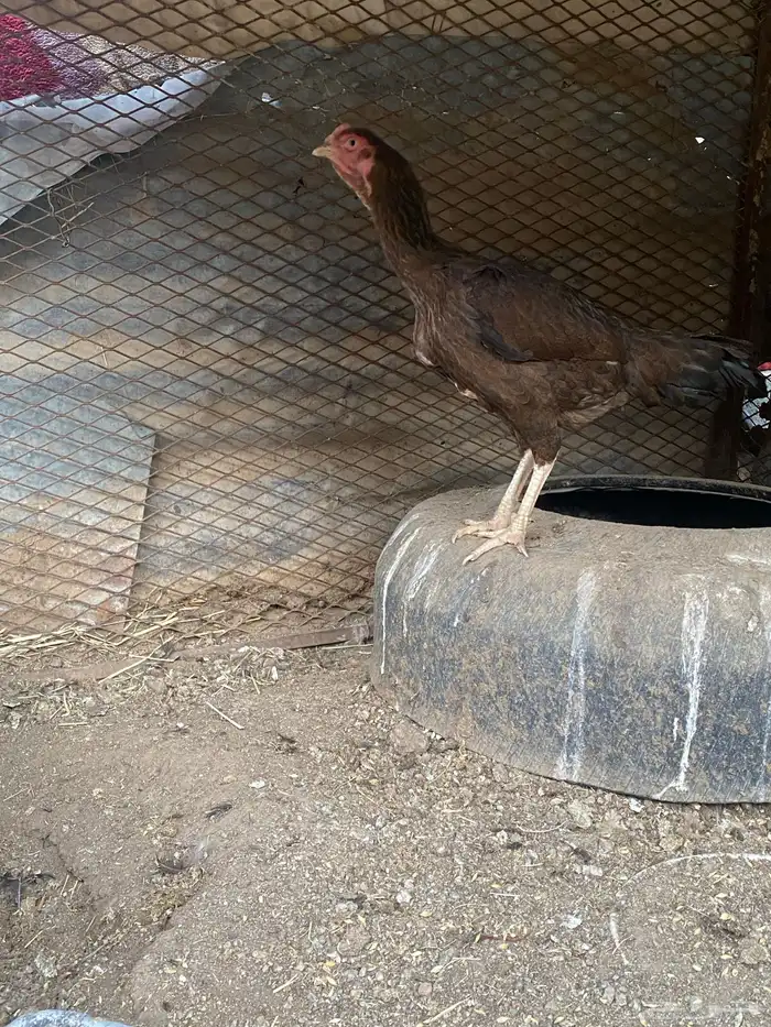 دجاج شامو 3