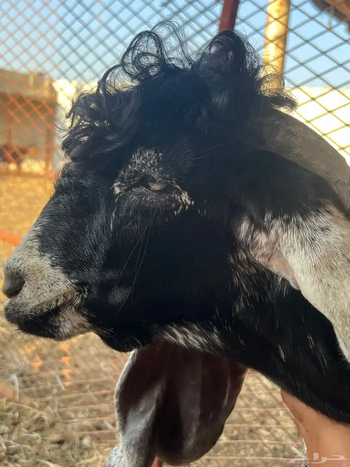 جفر عارضي صنف الصنف معرف 2