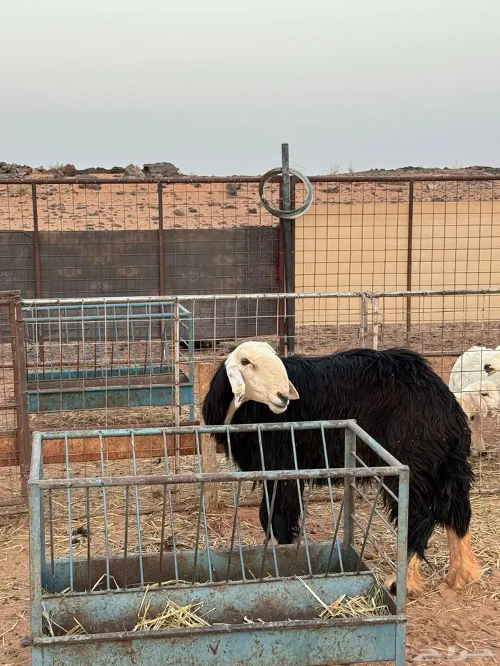 ماعز حليب معها خرفان 5