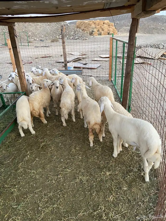 طليان ذبايح للبيع 0