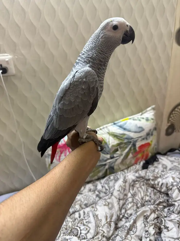 بغبغاء 2