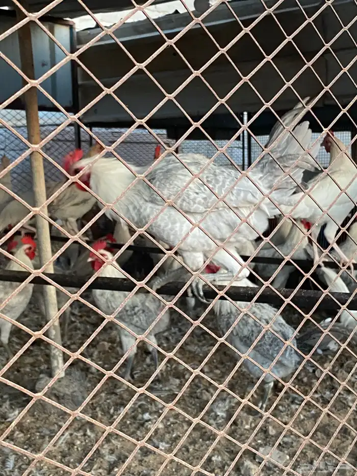 دجاج وديوك فيومي المنيوم سلالة صافيه ( جملة وتفريد) 7