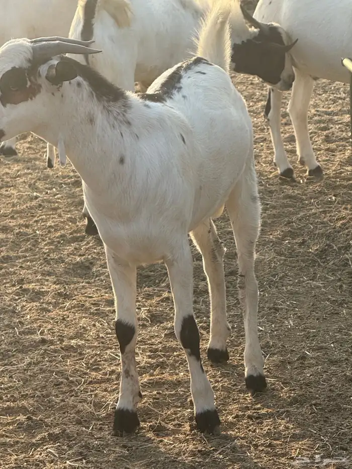 تيوس مرباه للبيع 2