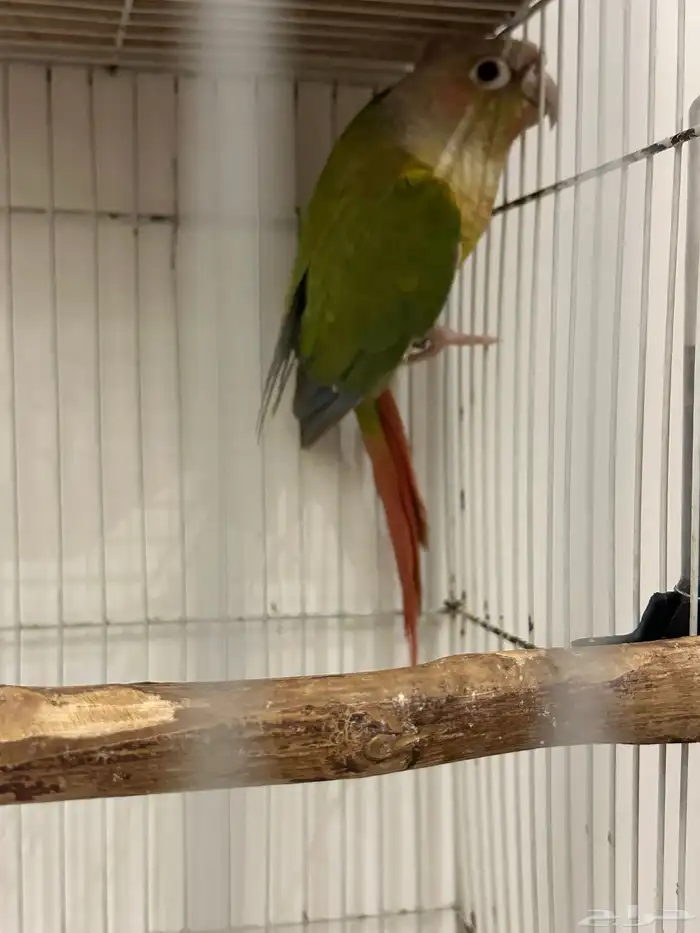 ذكر كنيور اناناس( محلل ) 2