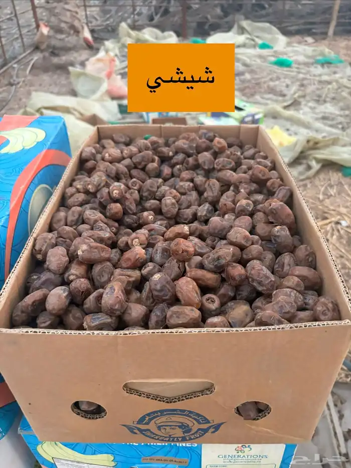 تمر خلاص و شيشي 4