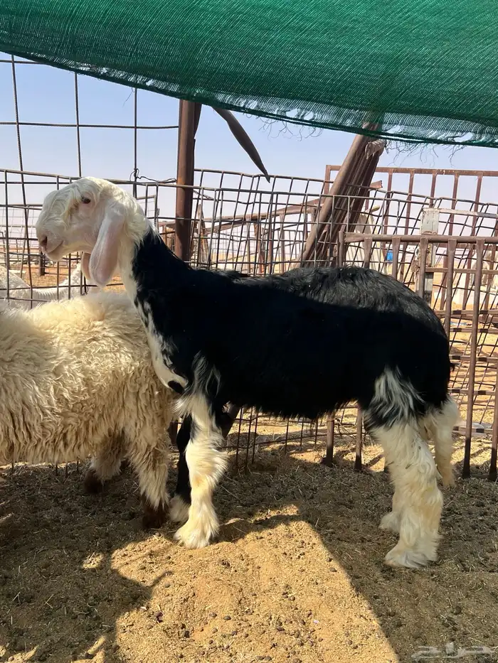 خروف نجدي حجل مشروع فحل 2
