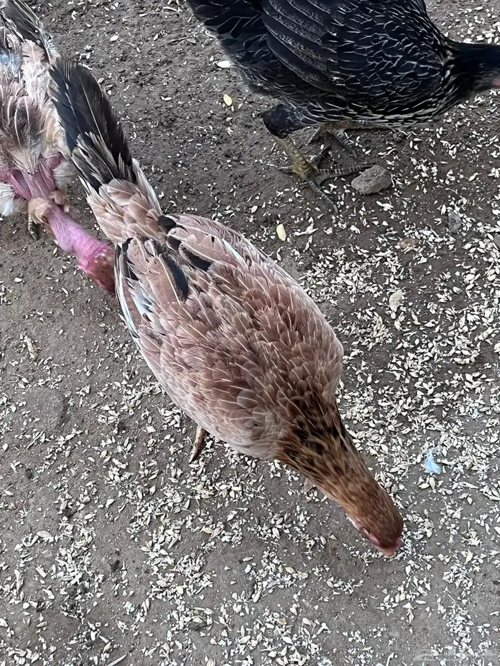 للبيع دجاج بلدي 2