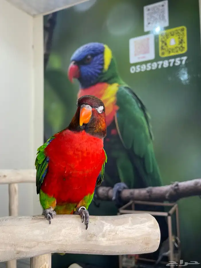 لوري هجين اليف وهدد ومتكلم 4