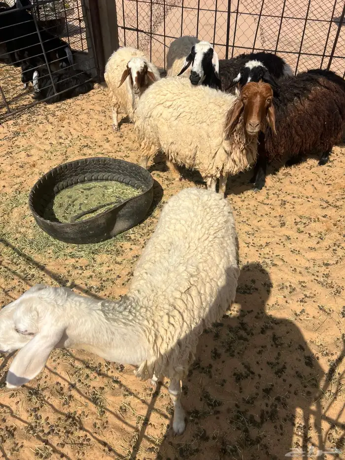 نعيم اشباب وطيبات 0