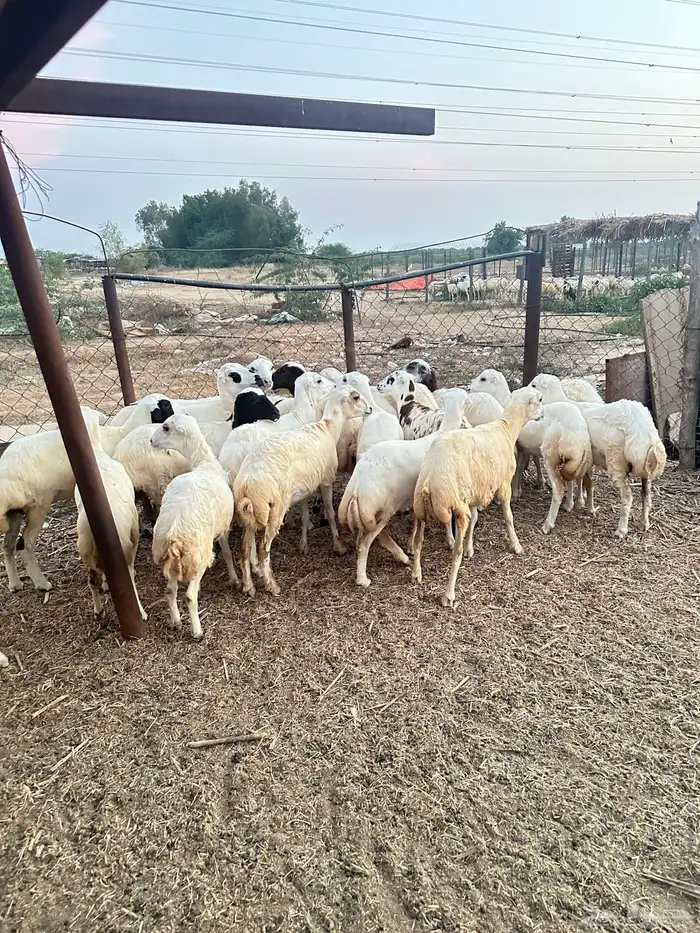 رخيل رفيدية 1