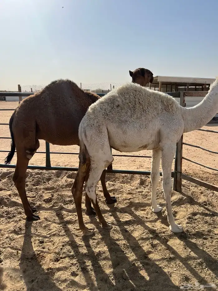 قعدان قصب طيبه 1