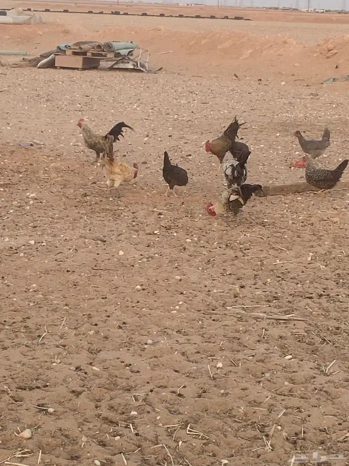 دجاج للبيع 3