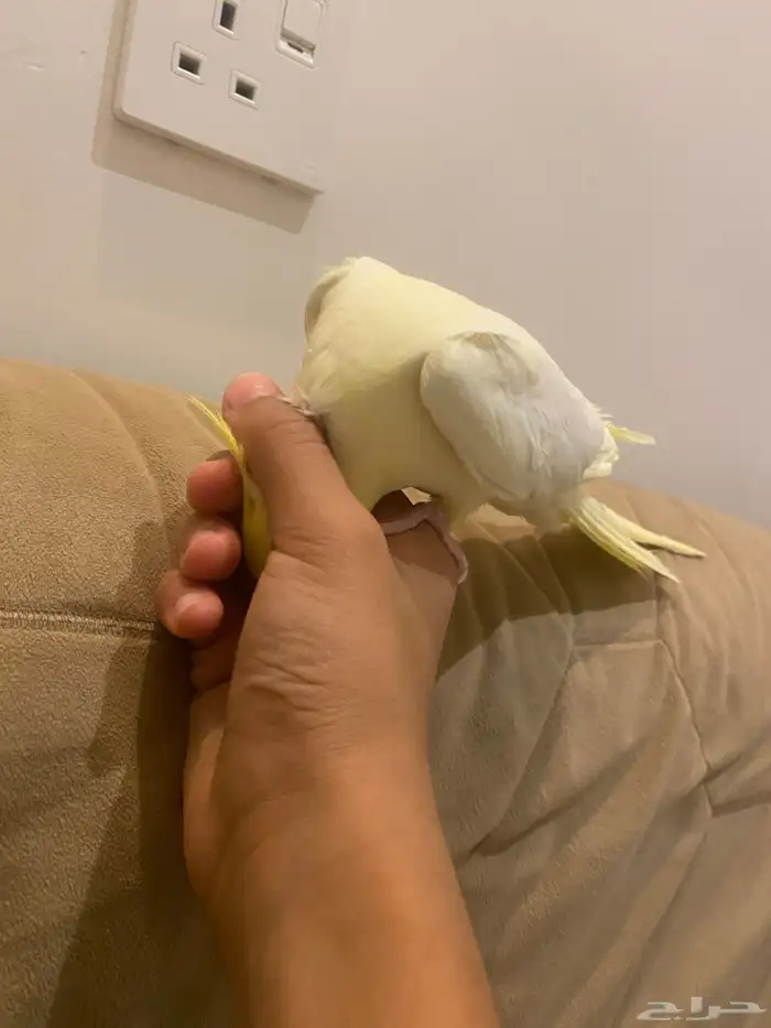 انثه كروان منجه أليفه شرط تم البيع 4